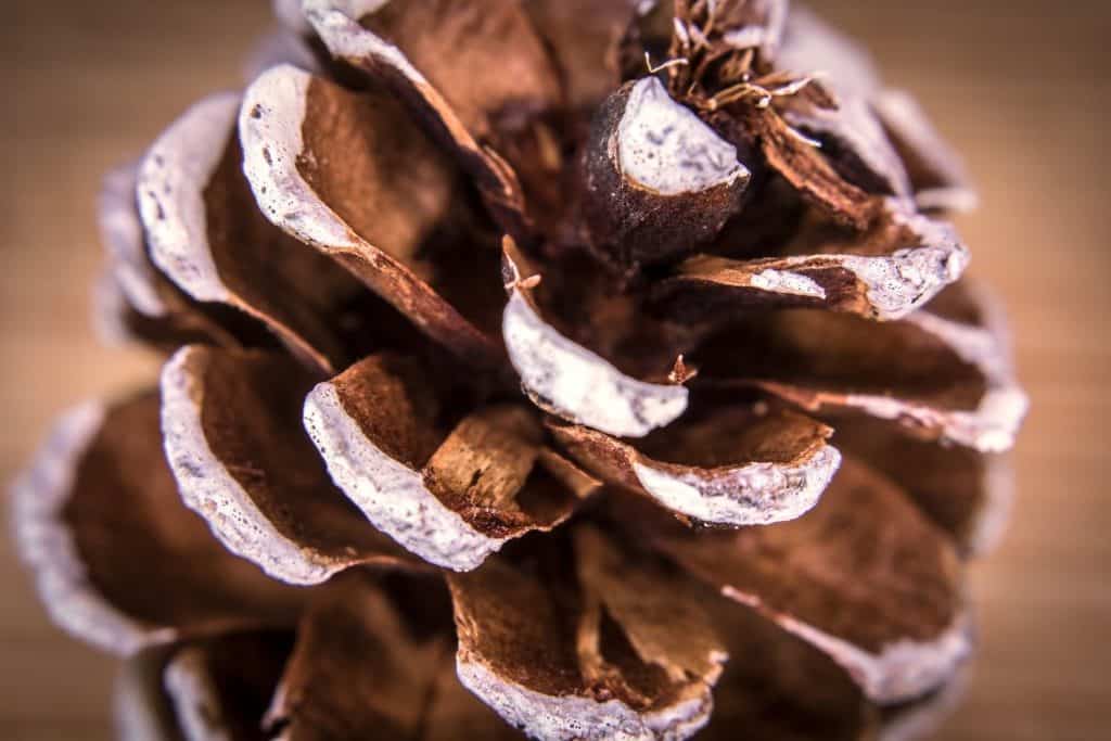 Smile and shine child minding blog pine cones